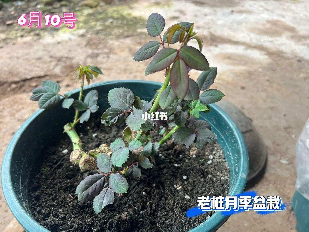 老桩玫瑰如何发芽