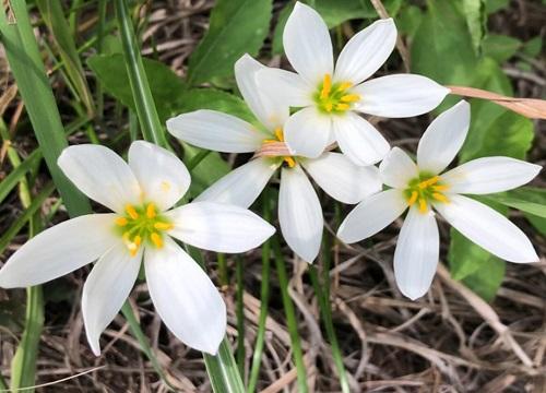 韭菜莲什么时候开花