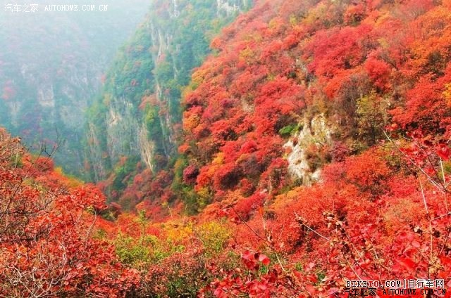 涉县庄子岭看红叶时间