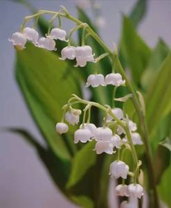 铃兰花一年能多次开花吗