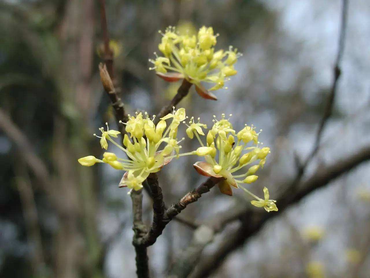 山茱萸开不开花