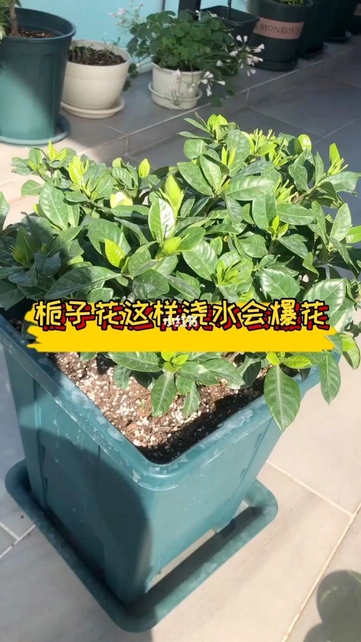 栀子花施肥方法