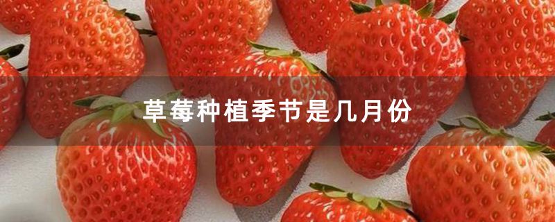 草莓什么时候种