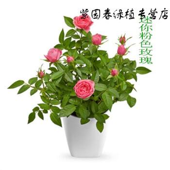 小玫瑰花的盆栽的花期