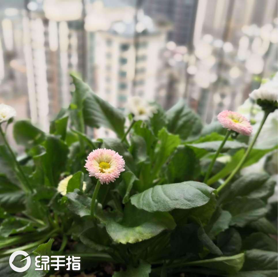 雏菊怎么浇水