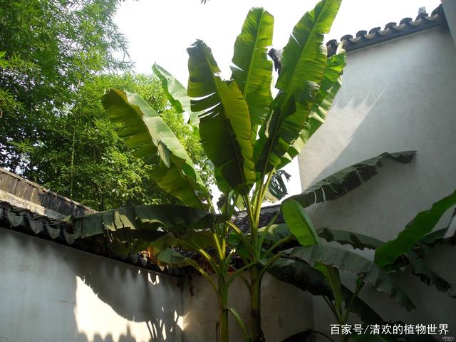 芭蕉树怎么养