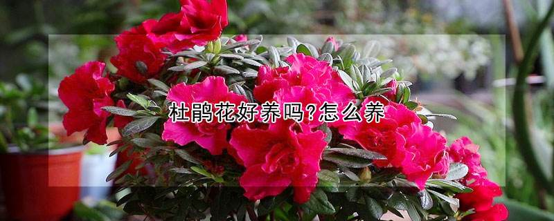 杜鹃花怎么换盆