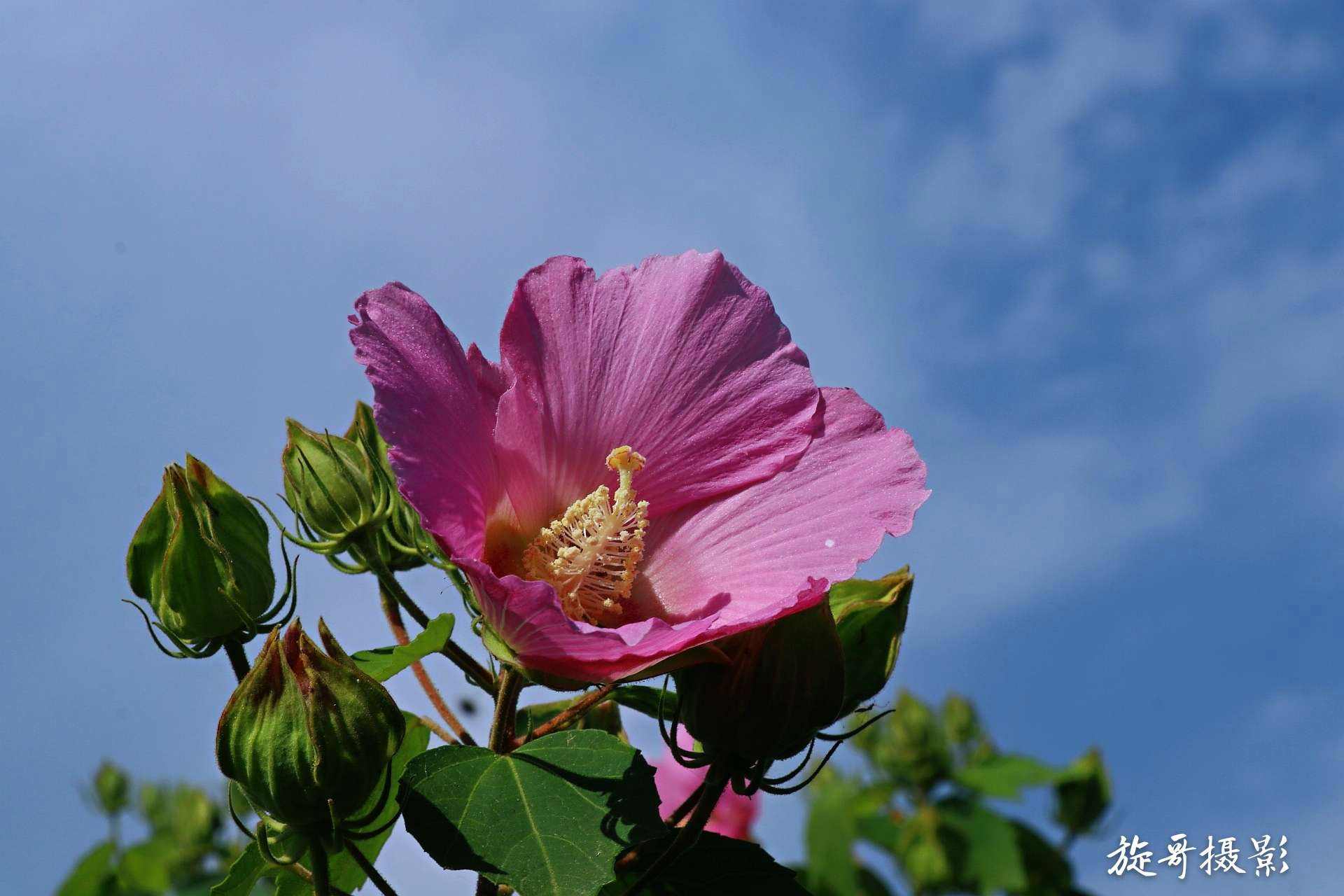 芙蓉葵怎么养长得好