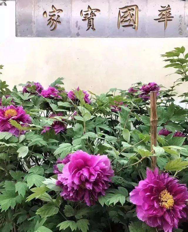 无锡适合养什么花