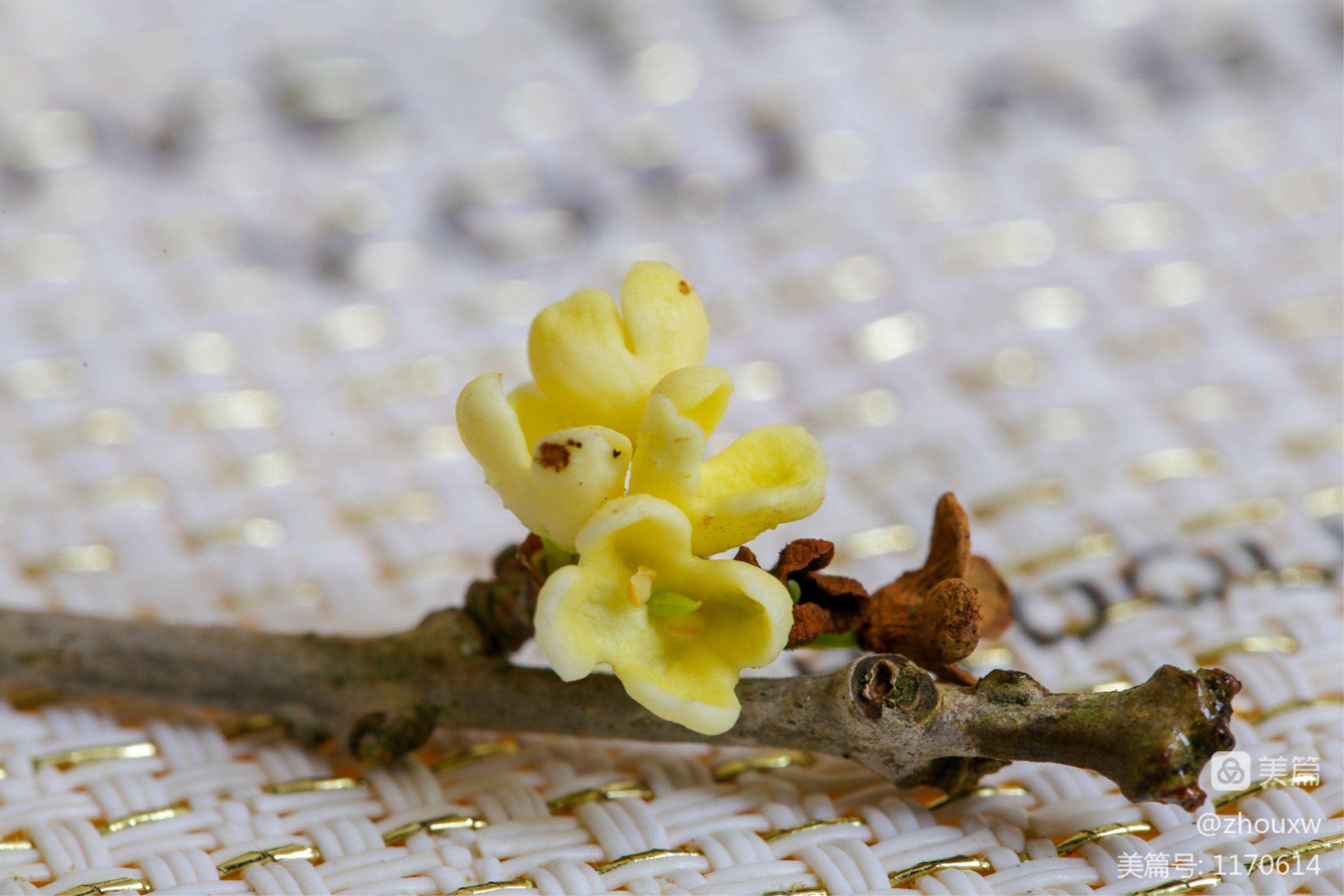 桂花开花几天落花