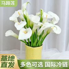 马蹄莲冬季怎么来催花