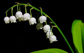 蓝铃花的花语及象征意义