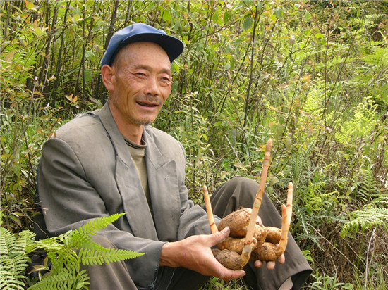 天麻的种植方法