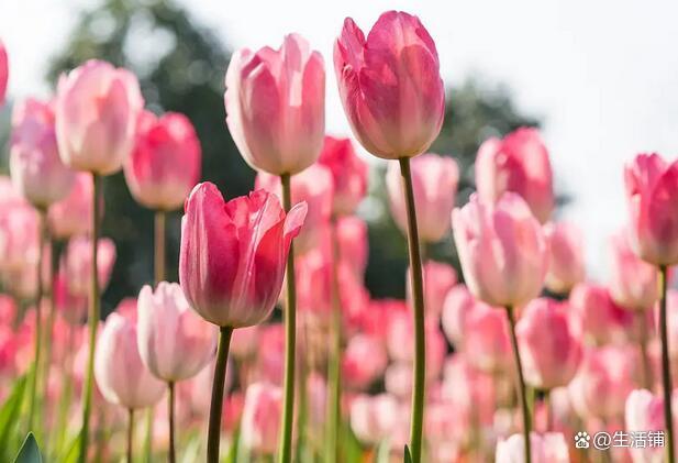 郁金香花期和养护方法