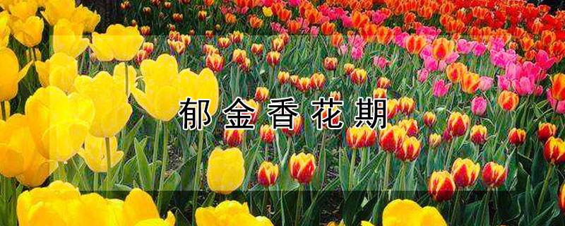 郁金香花期和养护方法