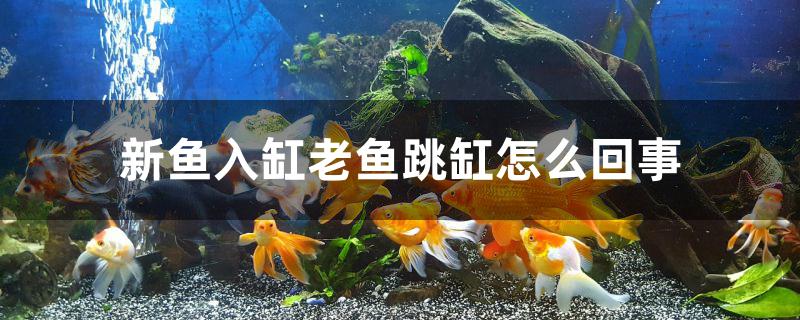 新鱼入缸跳缸是怎么回事(新买的鱼老是跳缸怎么办)