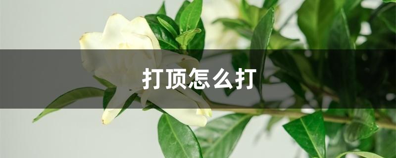 植物打顶怎么打(打顶怎么打)