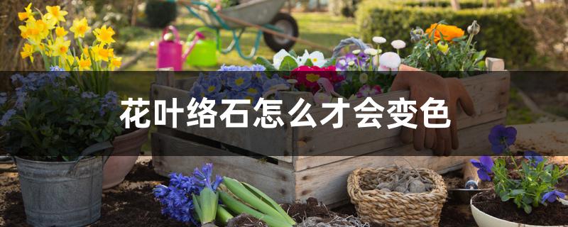 花叶络石怎样才可以变色(花叶络石叶子变绿了)