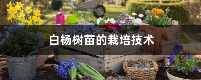 白杨树苗的栽培技术(白杨树种植技术)