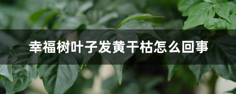 幸福树叶子发黄干枯是什么原因(幸福树叶子发黄干枯掉叶子是怎么回事)