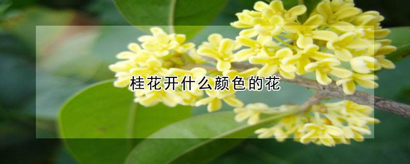 桂花的养护管理方法