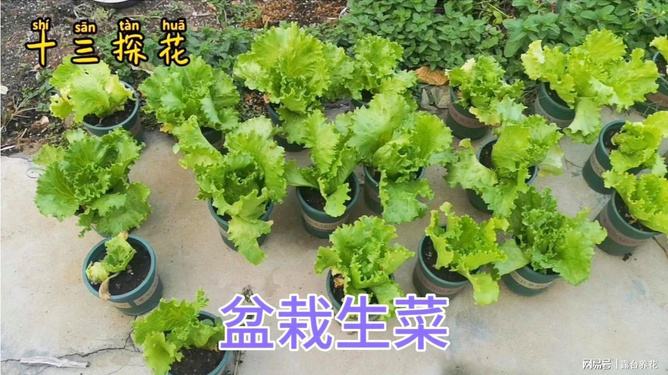 盆栽生菜可以再生吗