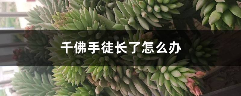 千佛手徒长怎么办