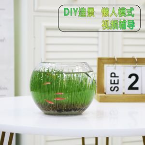 水培植物如何增氧