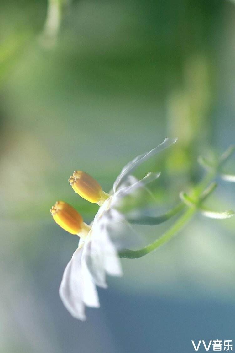 凌晨六点龙葵花怎么开放