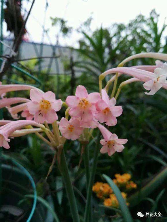 梅雨季节养花要点