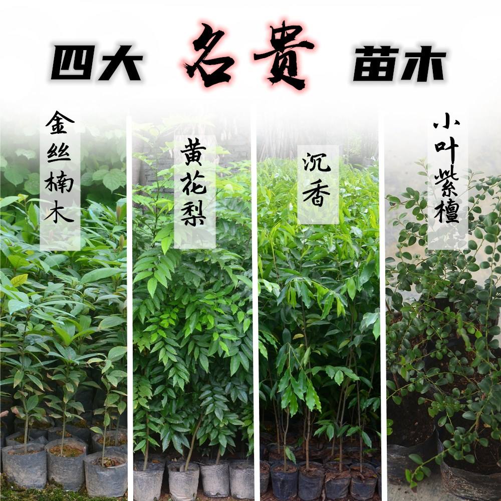 阳台黄花梨盆栽怎么养