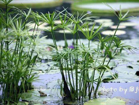 水生植物怎么养