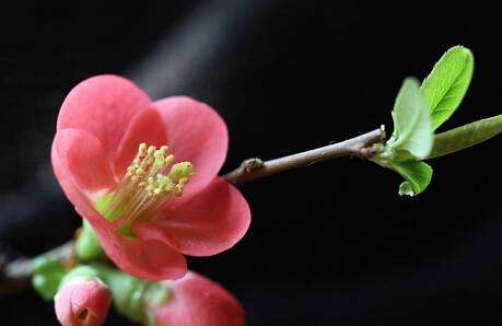 海棠花怕冻吗