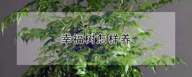 幸福树怎么施肥