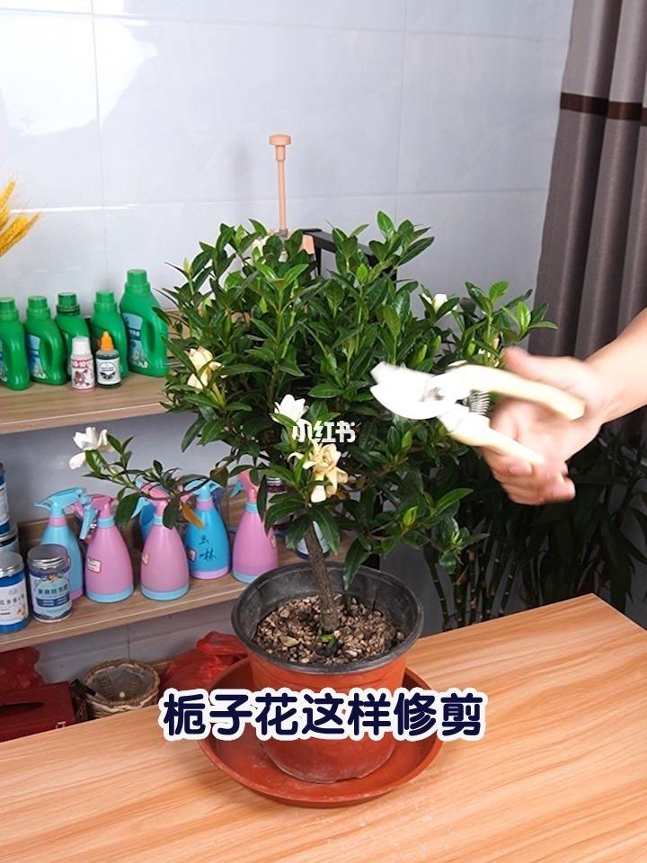 栀子花开败后怎么处理