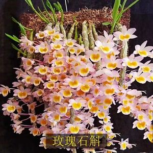 红花石斛怎么养