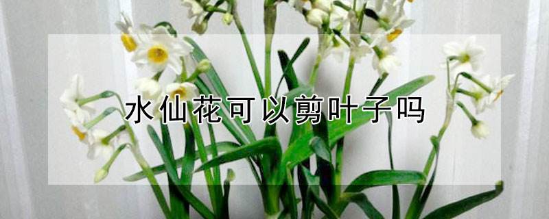 怎么样让水仙花叶子打卷