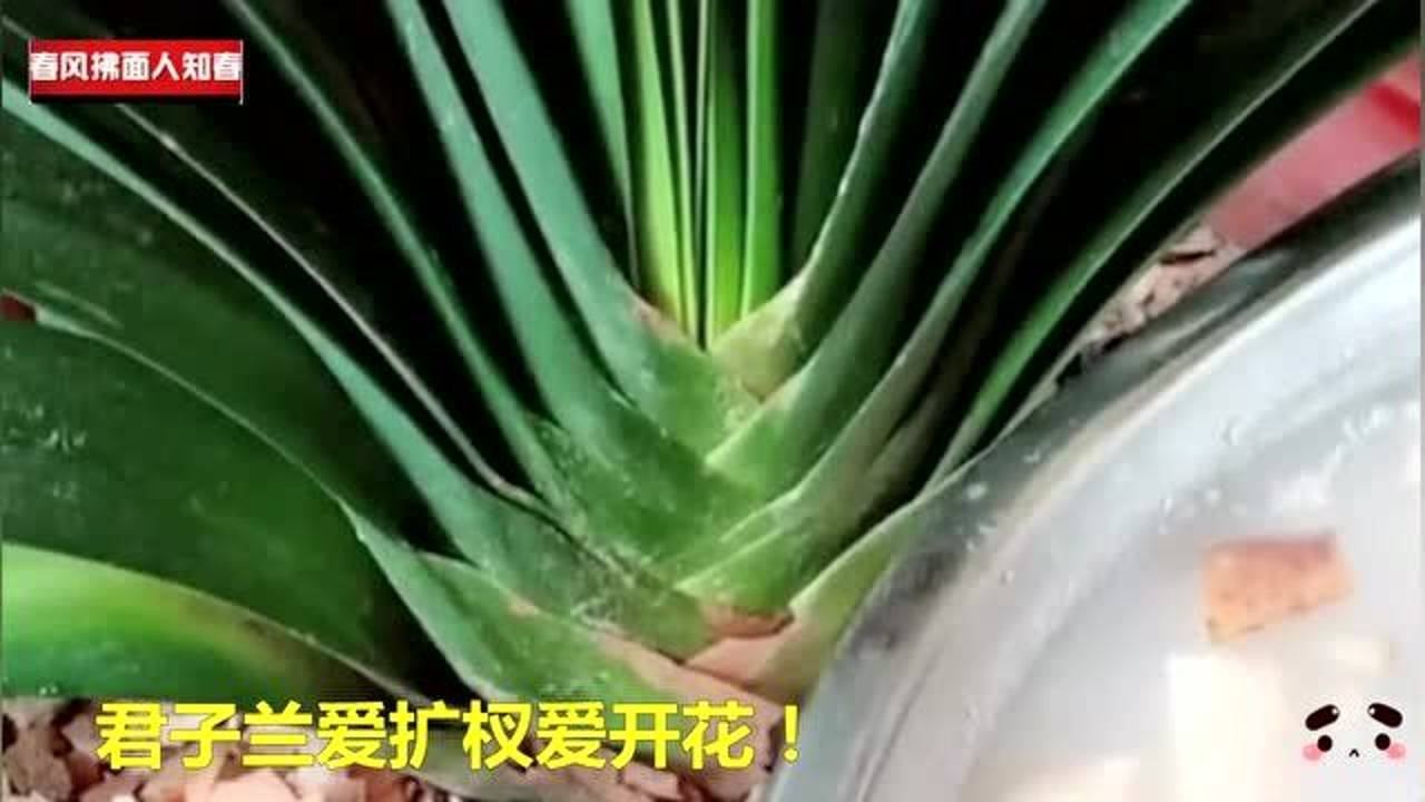 香蕉皮可以做花肥吗