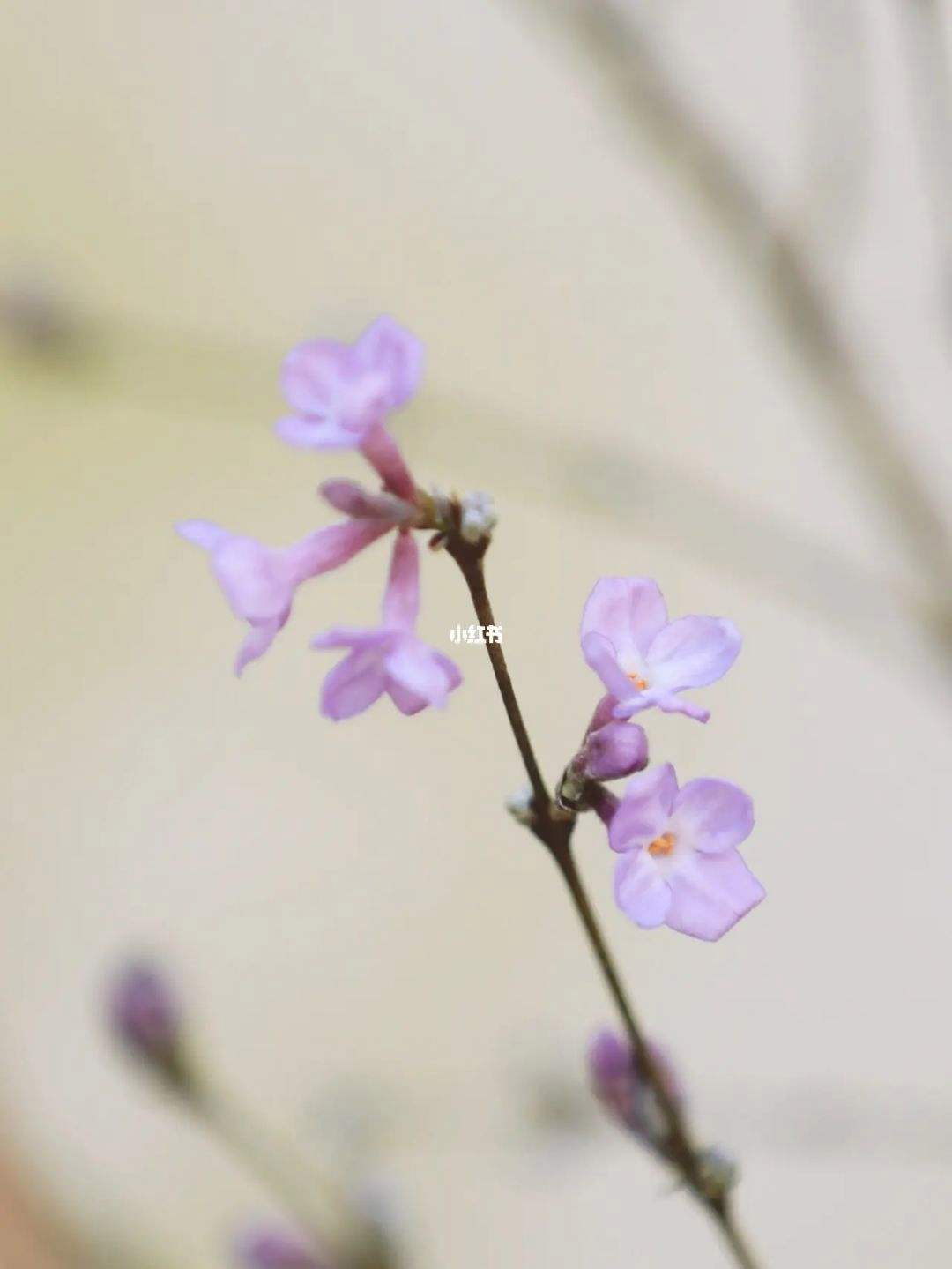 芫花和丁香的区别