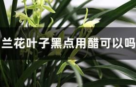 兰花叶子黑点用醋可以吗