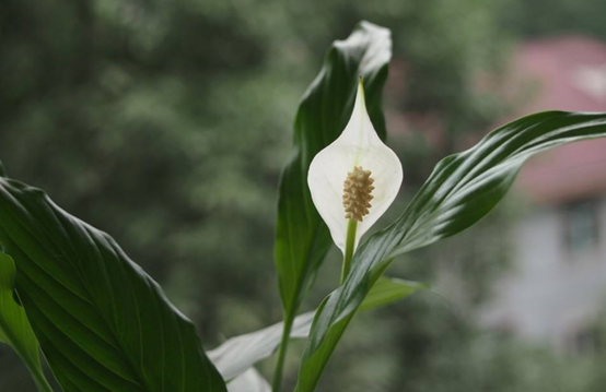 白鹤芋一年开几次花