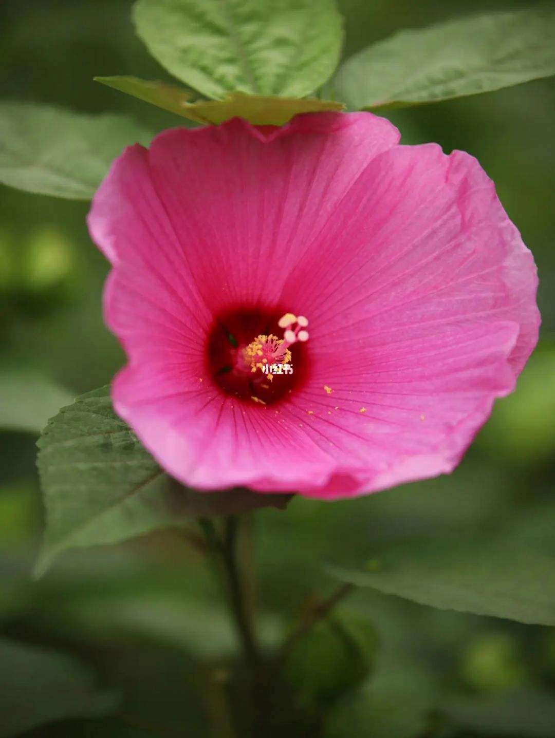 初秋赶紧给花扒层皮