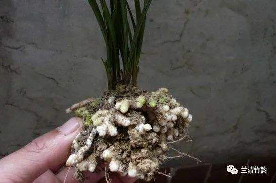 兰花抽芽怎么管理