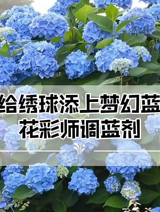 绣球花怎么调色