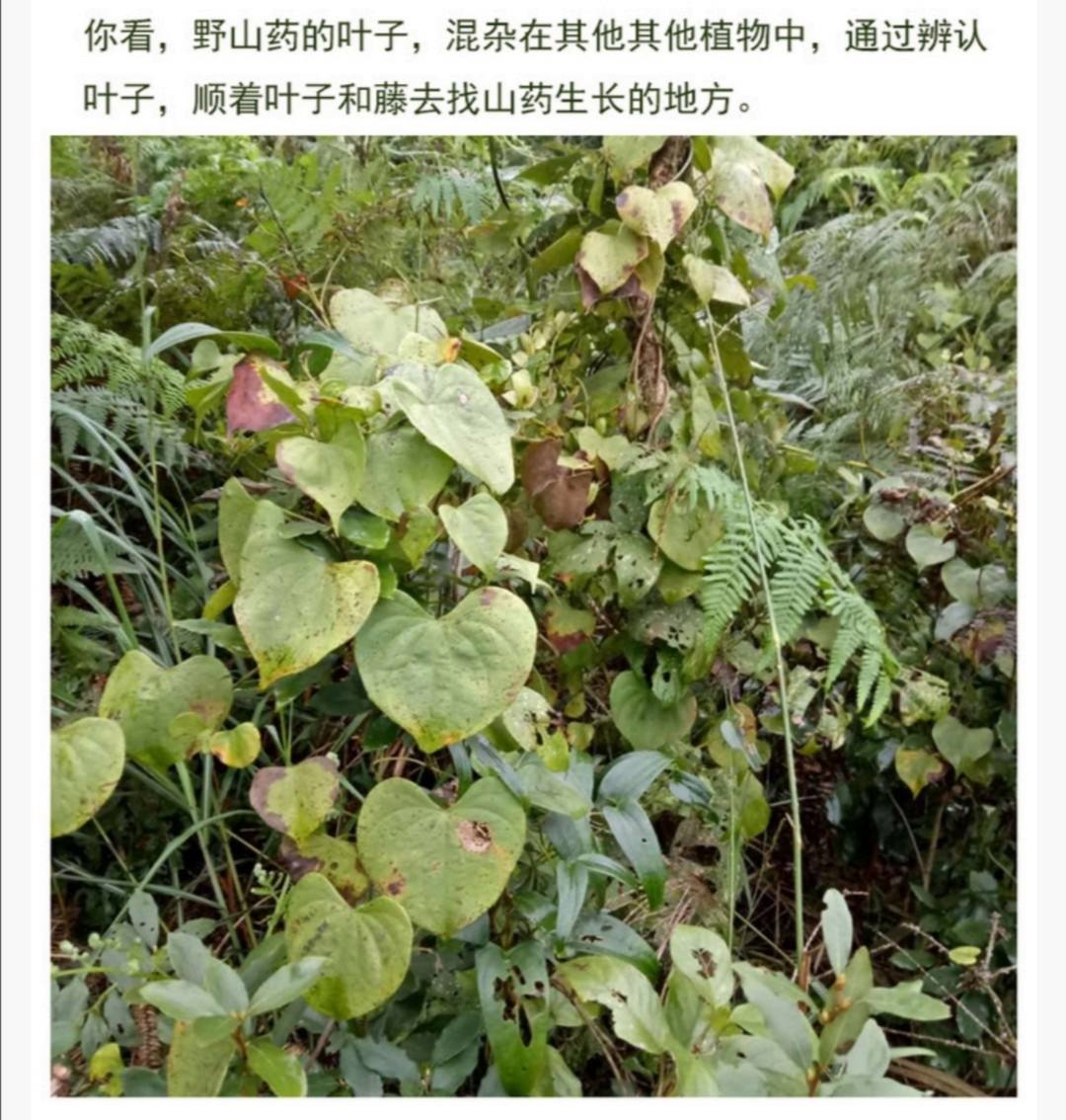 野山药长什么样子