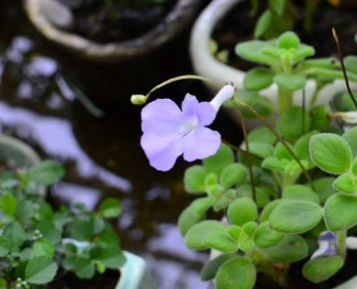 海豚花养殖方法