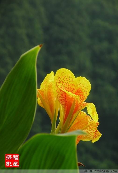 美人蕉什么季节开花