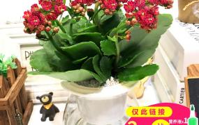 水养长寿花怎么养茂盛