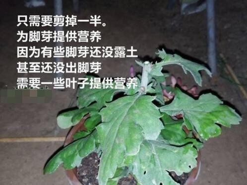 黄金菊如何过冬