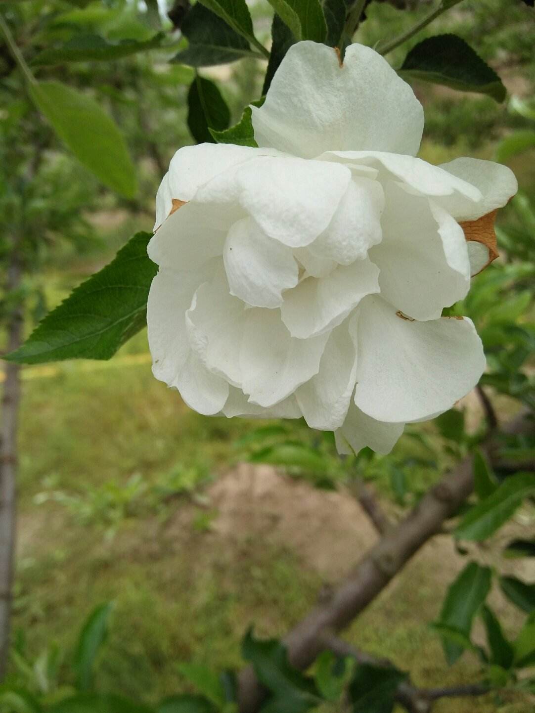 天水适合养什么花